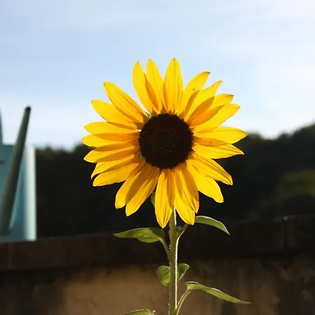 La Roulotte De La Maison Du Bonheur Pensionat