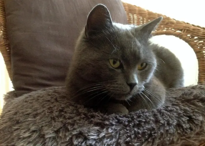 招待所 La Roulotte De La Maison Du Bonheur