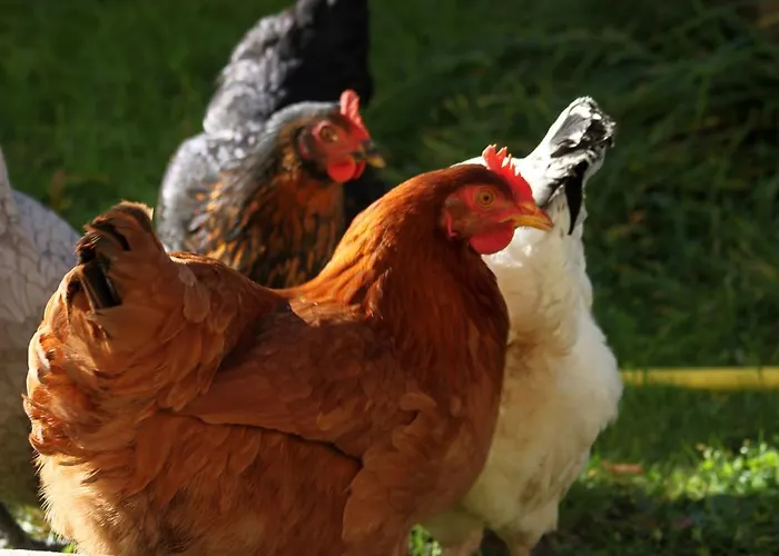 La Roulotte De La Maison Du Bonheur Gasthuis *
